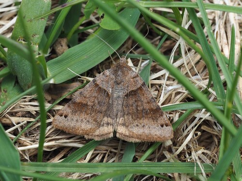 Clover Looper Moth photo 3