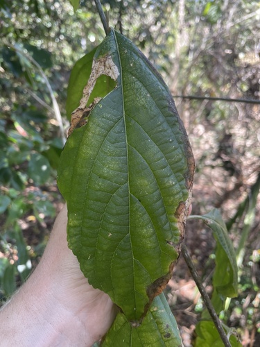Callicarpa glabra iNat (3)
