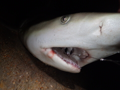 Carcharhinus acronotus