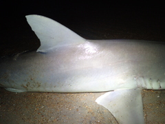 Carcharhinus acronotus