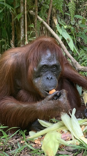 Pongo pygmaeus