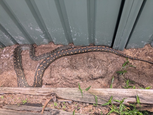 Coastal Carpet Python sighting