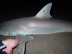 Carcharhinus acronotus