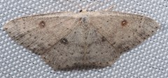Cyclophora albipunctata