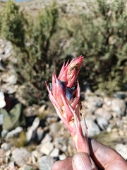 Puya tuberosa, photograph author not stated, no rights reserved