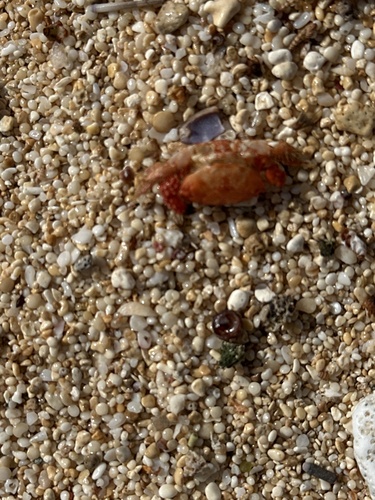 Paraxanthias notatus observed 2025-05-01