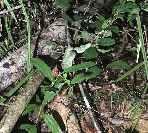 Tropidolaemus subannulatus