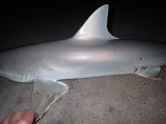 Carcharhinus acronotus