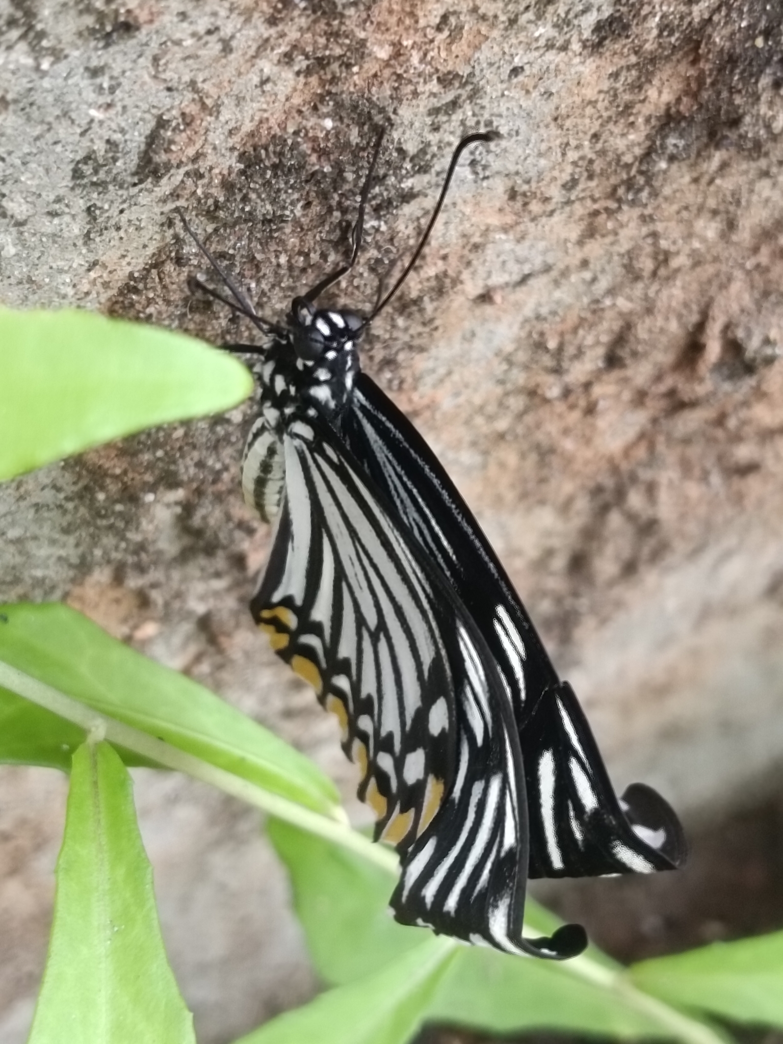 Common Mime