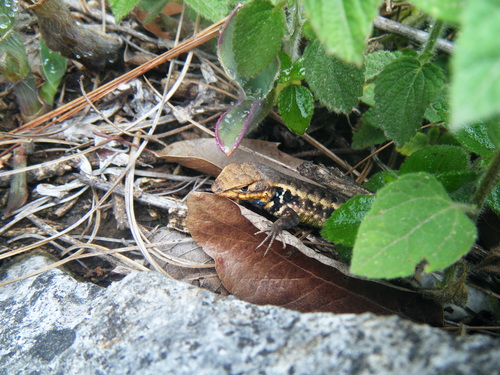 Sceloporus parvus