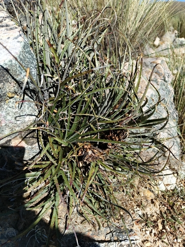 Puya tuberosa