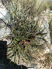 Puya tuberosa