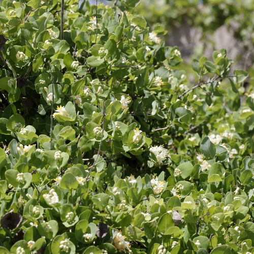Image of Lonicera albiflora by (c) Catherine C. Galley, some rights reserved (CC BY)
