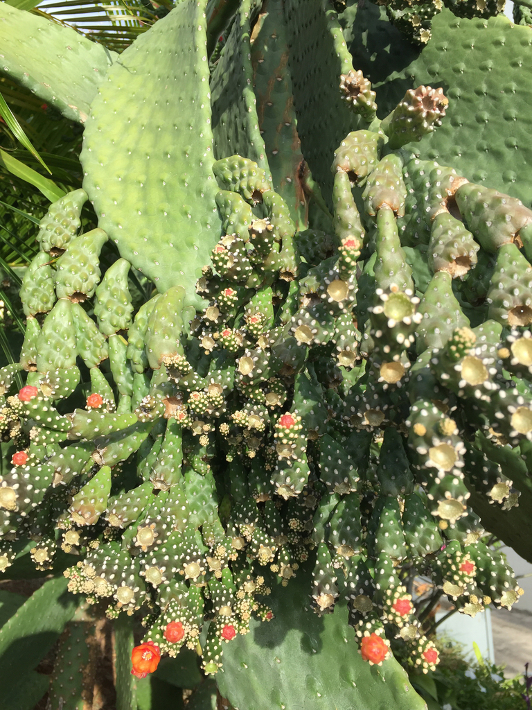 Consolea rubescens