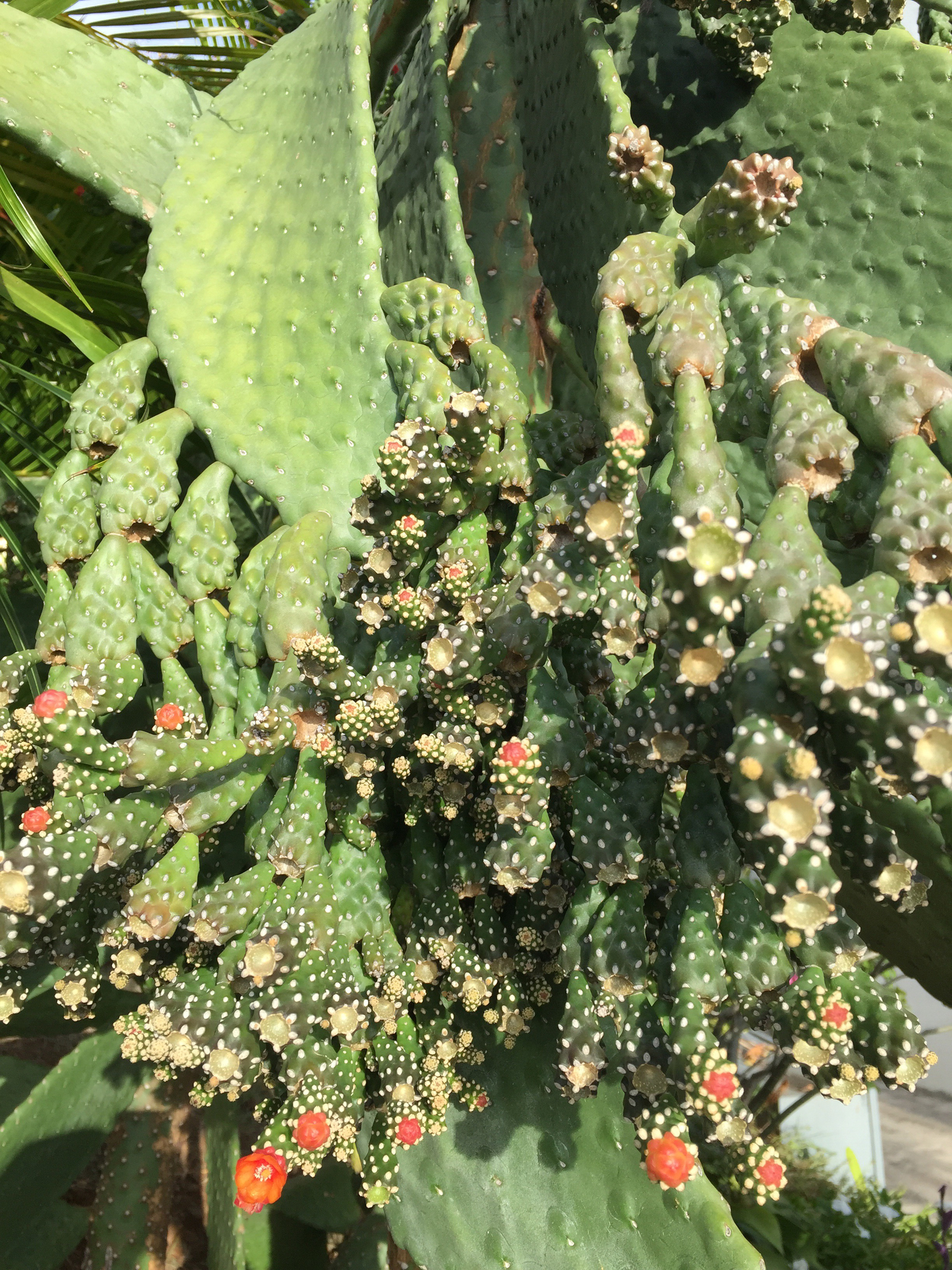 Consolea rubescens
