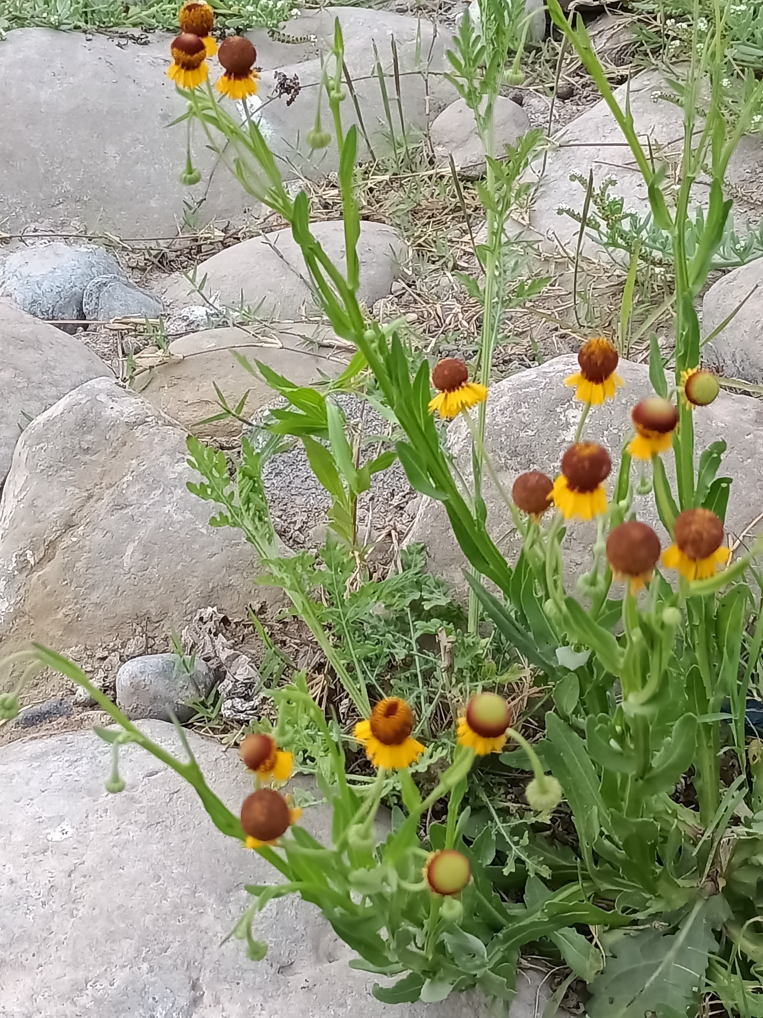 Helenium amphibolum