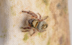 Phidippus princeps