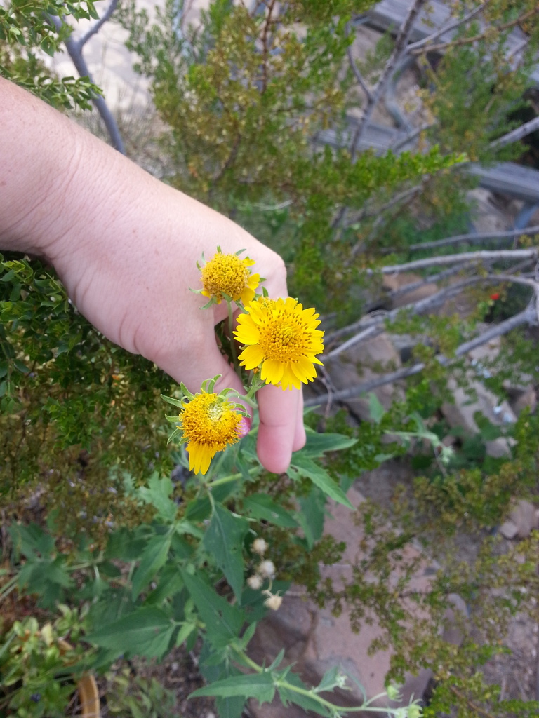 golden crownbeard (Flowering Plants of the TransPecos of Texas