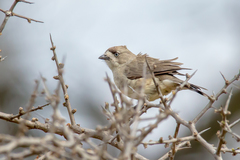 Aphelocephala leucopsis