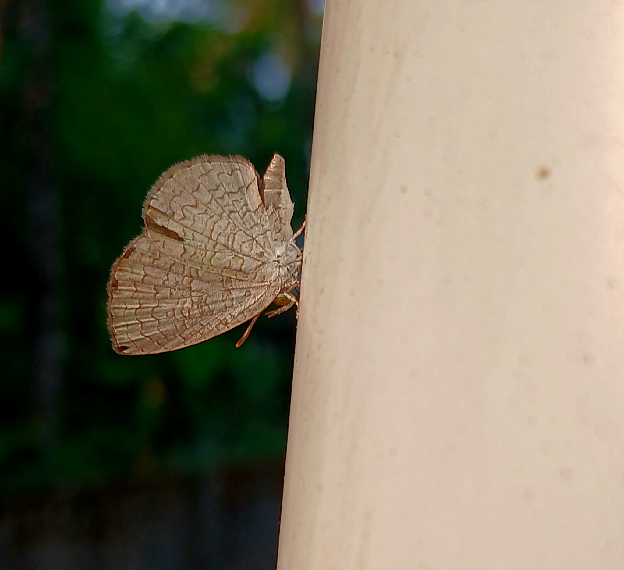 Apefly