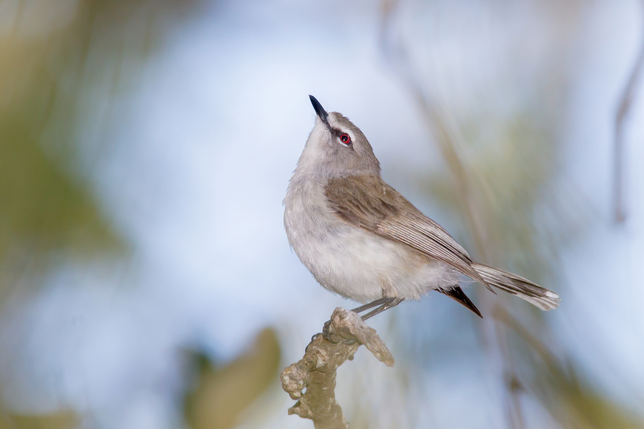 Mangrove Gerygone illustration