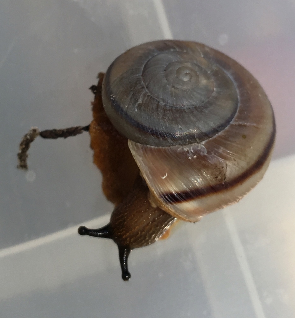 Chiricahua talussnail