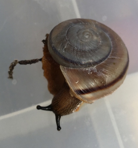 Chiricahua Talussnail