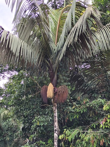 Oenocarpus bataua Mart.