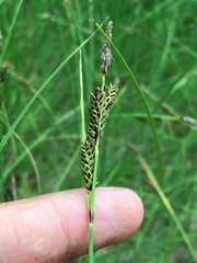 Carex kelloggii