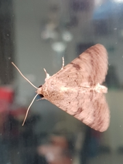 Pandesma quenavadi