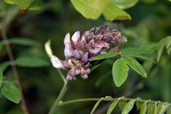Wisteria frutescens