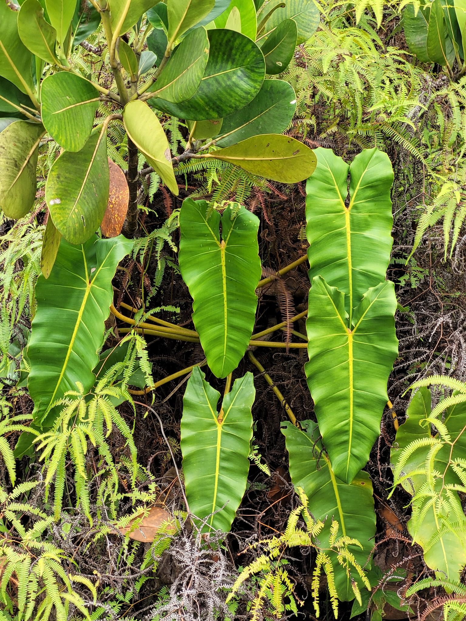 Imagem de Philodendron billietiae