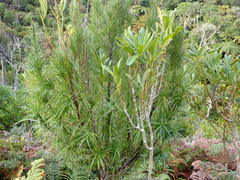 Dracophyllum arboreum