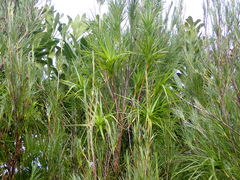 Dracophyllum arboreum