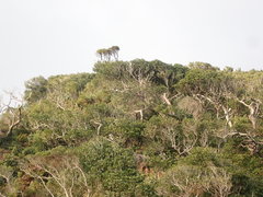 Hemiphaga chathamensis