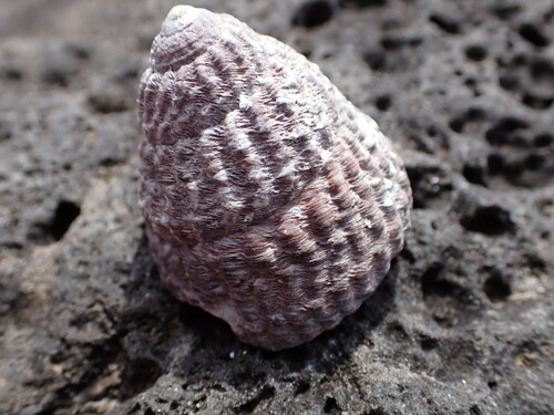 Tegula pfeifferi observed 2025-03-30