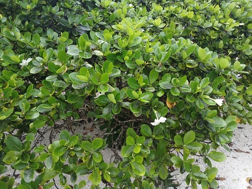 Gardenia taitensis