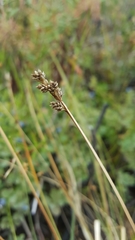 Carex canescens