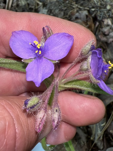 Image of Tradescantia hirsuticaulis by (c) Andy Jordan, some rights reserved (CC BY)