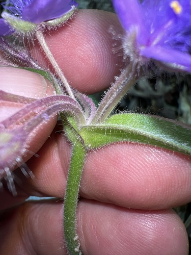 Image of Tradescantia hirsuticaulis by (c) Andy Jordan, some rights reserved (CC BY)