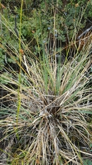 Carex canescens