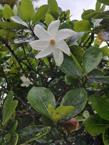 Gardenia taitensis