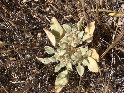 iNaturalist observation photo of turkey mullein