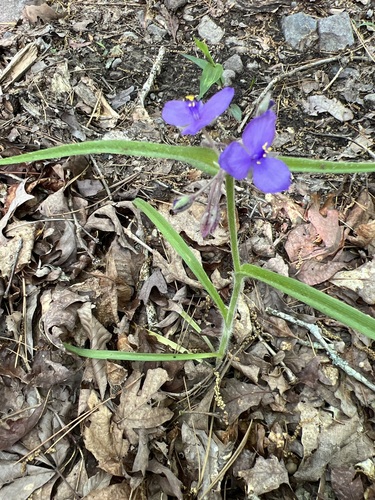 Image of Tradescantia hirsuticaulis by (c) Andy Jordan, some rights reserved (CC BY)