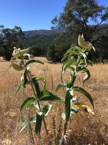 iNaturalist observation photo of woollypod milkweed