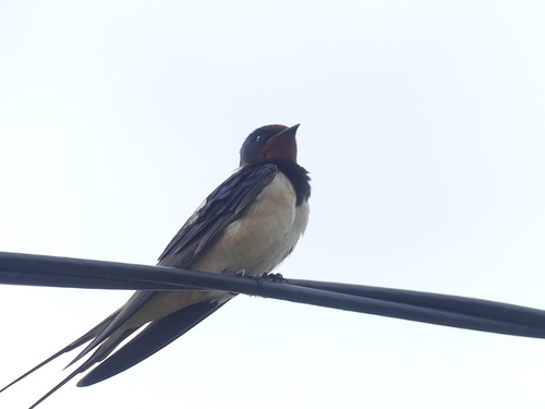 Barn Swallow