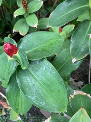 Costus woodsonii