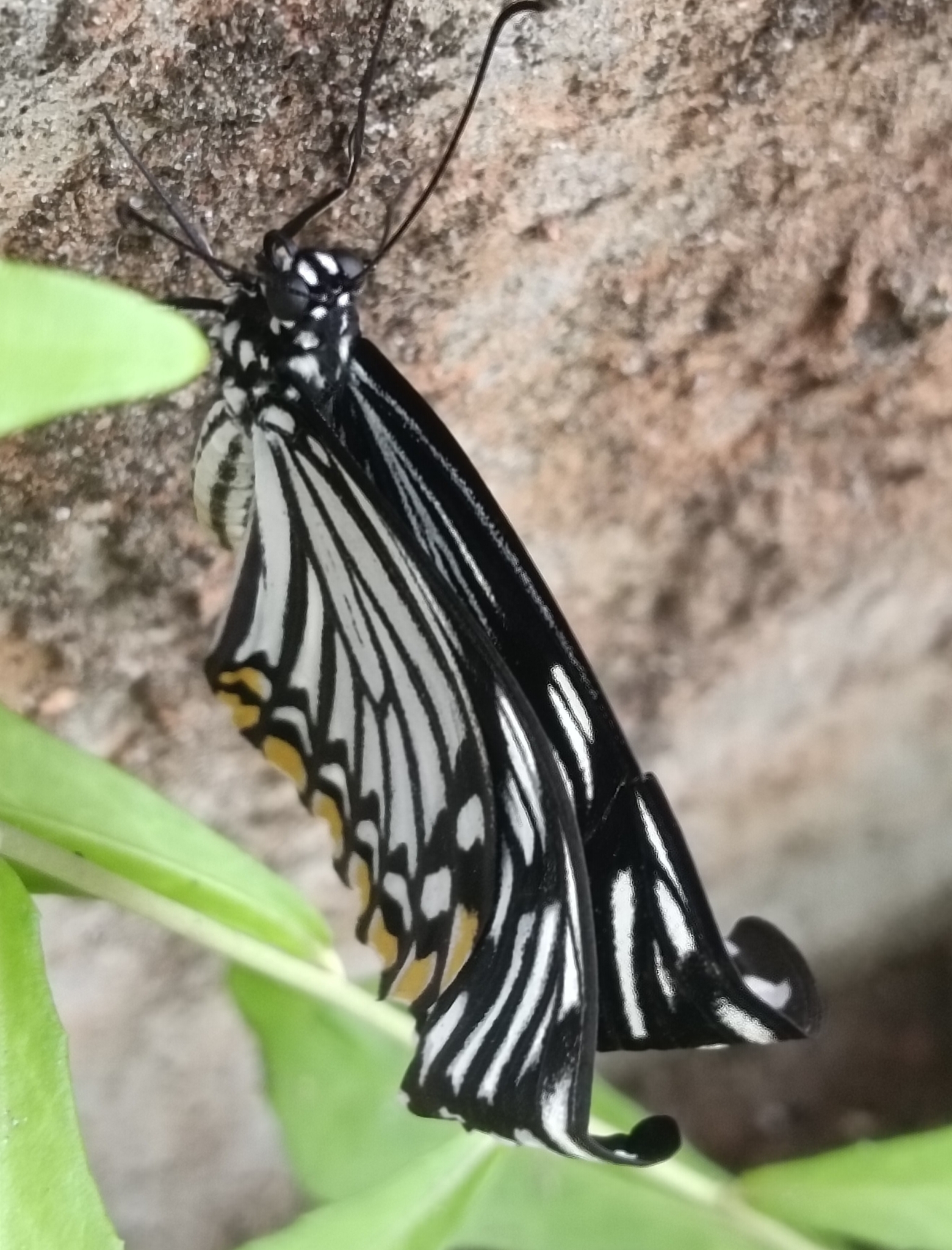 Common Mime