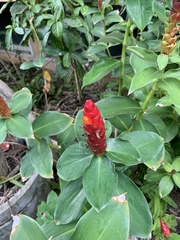 Costus woodsonii