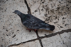 Columba livia domestica